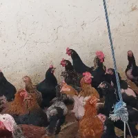 انواع مرغ خروس و بوقلمون