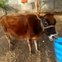 فروش گاو جرسی بدون گوساله ابستن ۳ماه