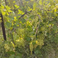 باغ انگور 10000متر|فروش دفتر صنعتی، کشاورزی، تجاری|اردبیل, |دیوار