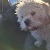 سگ نر شیتزو|سگ|گرگان, |دیوار