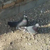 باسلام فروش دوجفت کبوتر پر ودولا