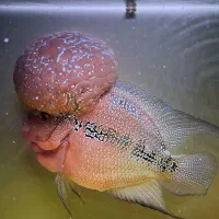 فلاورن هورن شرت بادی غول|ماهی|شیراز, گویم|دیوار