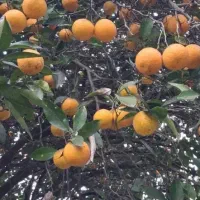 نارنج و پرتقال رودرختی