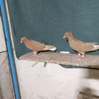 دم سفید شش دانگ
