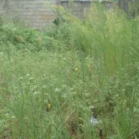 زمین ۱۲۵ متری|فروش زمین و ملک کلنگی|رشت, جماران|دیوار