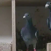 میکس آردن با وانروی