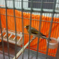 سره قناری بخون