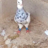 کفتر طوقی سرکه ای، الماسی