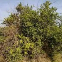 قطع را یگان نخل مزاحم و مرکبات در  رودان|خدمات باغبانی و درختکاری|میناب, |دیوار