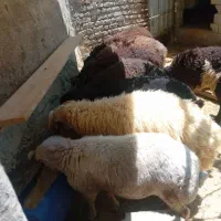 گوسفند زنده