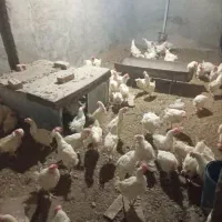 مرغ تخمی|حیوانات مزرعه|نیشابور, مازول|دیوار