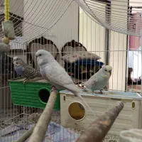 مرغ عشق|پرنده|تهران, امام زاده عبدالله|دیوار