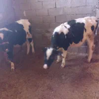 چهار راس گوسال  دوتا نر دوتا ماده