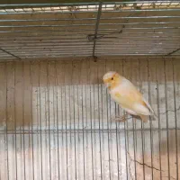 قناری|پرنده|کوار, |دیوار