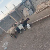 میش آوست و بز زاییده مفت|حیوانات مزرعه|تربت جام, جامرود|دیوار