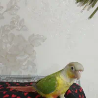 طوطی گرینجیک