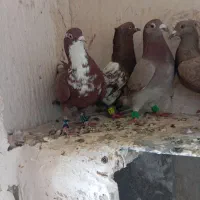 چند تا کفتر صید معاوضه هم دارم|پرنده|مشهد, مهدی آباد|دیوار