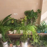 فروش انواع گل های آپارتمانی و خانگی سالم|گل و گیاه طبیعی|زنجان, |دیوار