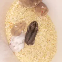 بچه همستر کمپل|موش و خرگوش|تهران, هفده شهریور|دیوار