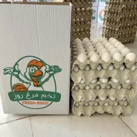 کارگر مرغداری تخم گذار