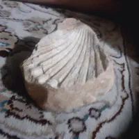 فسیل قدیمی قدمت دار