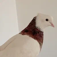 کبوتر
