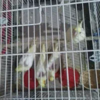 پنج عدد عروس هلندی 5 ماهه و 1 ماهه