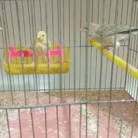 اوپال ماده