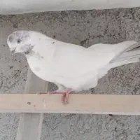 باخت رفته