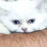 بچه گربه پرشین عروسکی چشم ابی|گربه|یزد, |دیوار