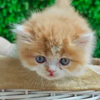 گربه بریتیش اسکاتیش|گربه|زنجان, |دیوار