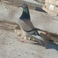 سبز پرغلط ماده کیلومتری