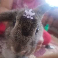خرگوش آروم و با ادب و مهربون