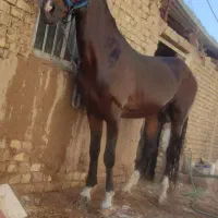 اسب کرد