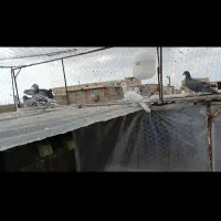 کفتر پلای هوایی شب بازی