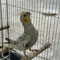 جوجه عروس هلندی