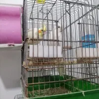 عروس هلندی جفتی مولد|پرنده|شیراز, باغ تخت|دیوار