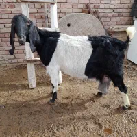 بز گلابی ۳ قول زا