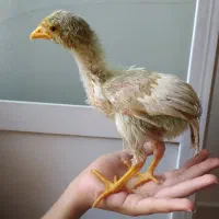 دو عدد جوجه