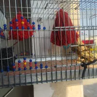 سهره خاکی بخون بیضا شیراز دهن هزار ۶ماهه|پرنده|تهران, شهید رجایی|دیوار