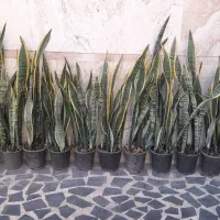 حراج سانسوریا ابلق و افوربیا حراج
