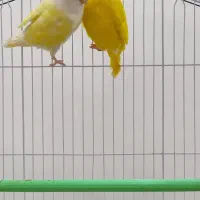 کوتوله برزیلی