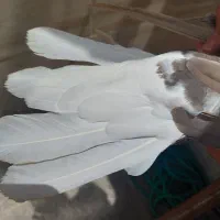 کفتر