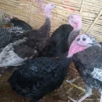 تخم بوقلمون نطفه دار|حیوانات مزرعه|آشخانه, |دیوار