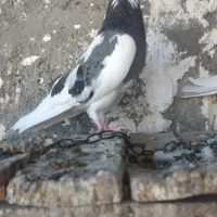 کبوتر طوقی کاکلی|پرنده|قم, الوندیه و گذر صادق|دیوار