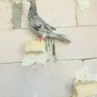 شوش دانیال
