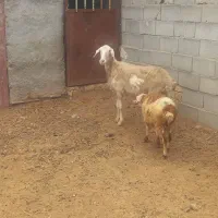 میش بره دار بره نر