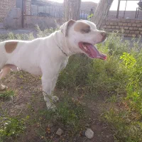 سگ پیتبول جنسیت نر