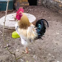 خروس محلی چاق و چله