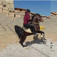 اسب نریون سواری دار